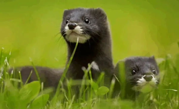 biodiversité