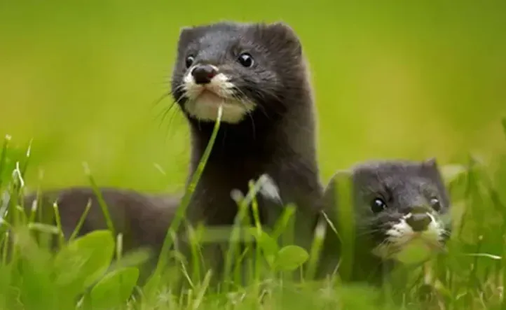 biodiversité