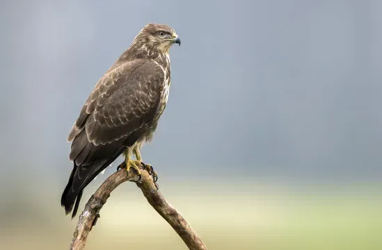oiseaux