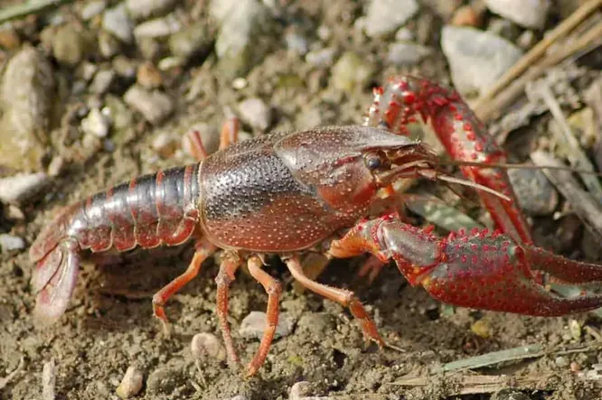 écrevisse de louisiane