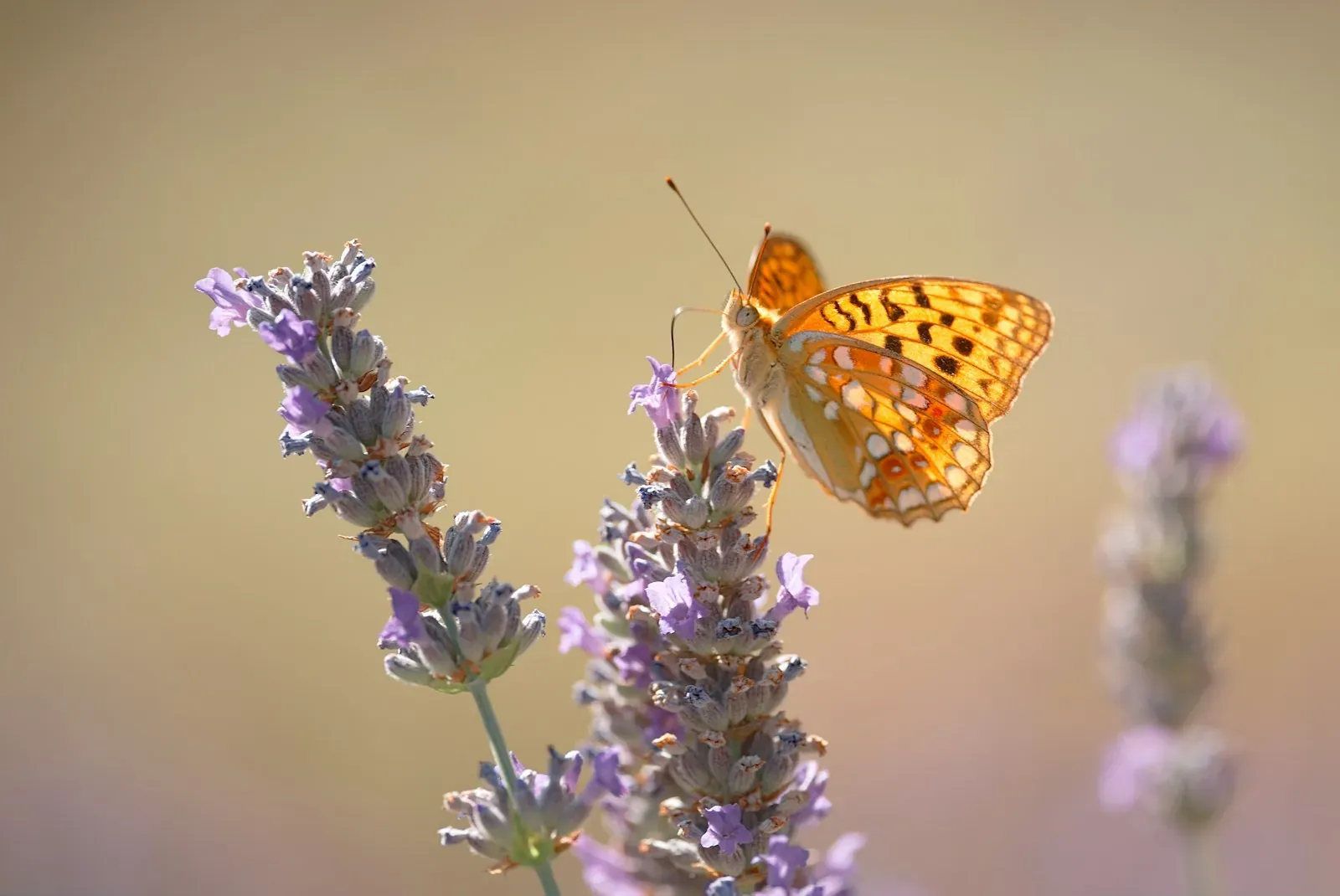 biodiversité