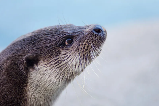 Loutre d'Europe
